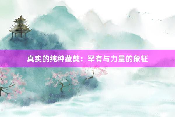 真实的纯种藏獒：罕有与力量的象征